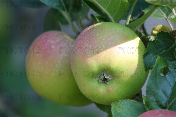 France, Basse Normandie, orne, perche, moulicent, manoir, verger, pommes, arbre fruitier, pommier,