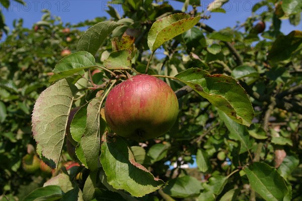 France, Haute Normandie, Seine Maritime, pomme, verger, pommier arbre fruitier, envronville, pays de Caux,