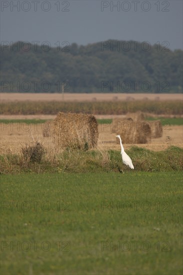 France, Haute Normandie, Seine Maritime, pays de Caux maritime, vallee de la Durdent, Paluel, heron dans un champ,