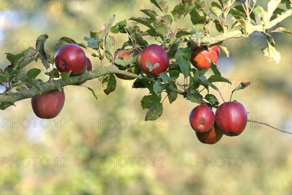 France, Haute Normandie, Seine Maritime, allouville bellefosse, au fil du GR 211, pommes, branche de pommier, verger, arbre fruitier,
