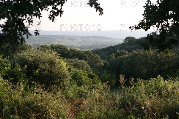 France, languedoc roussillon, gard, chemin de grande randonnee, au dessus des gorges du Gardon GR 6, entre Sanilhac sagries et Collias, garrigue, arbres, panorama,