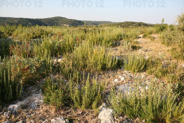 France, languedoc roussillon, gard, chemin de grande randonnee, au dessus des gorges du Gardon GR 6, entre Sanilhac sagries et Collias, garrigue, arbres, panorama,