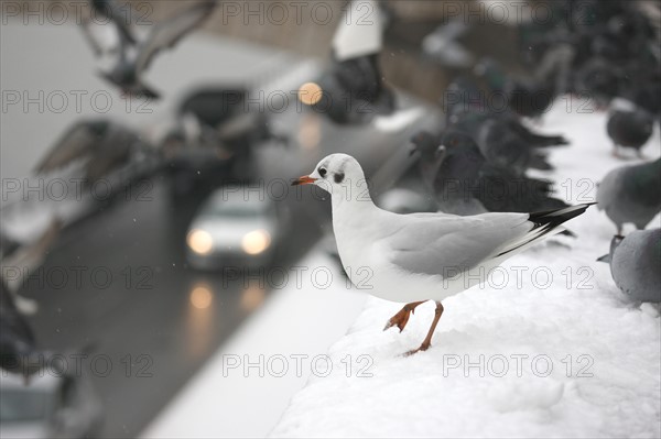 Paris sous la neige