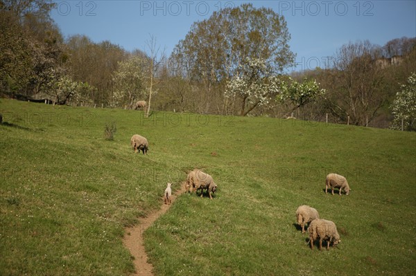 France, franche comté, jura, baume les messieurs, viillage, montagne, elevage ovin, agriculture, moutons,