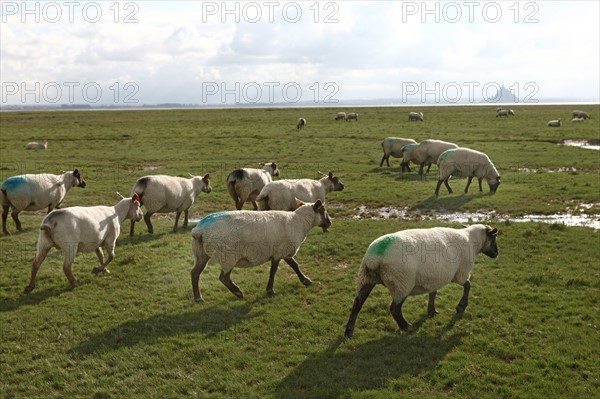 France, Basse Normandie, manche, vains saint leonard, baie du mont saint michel, moutons et agneaux de pres sales, elevage de francois cerdonney, berger,