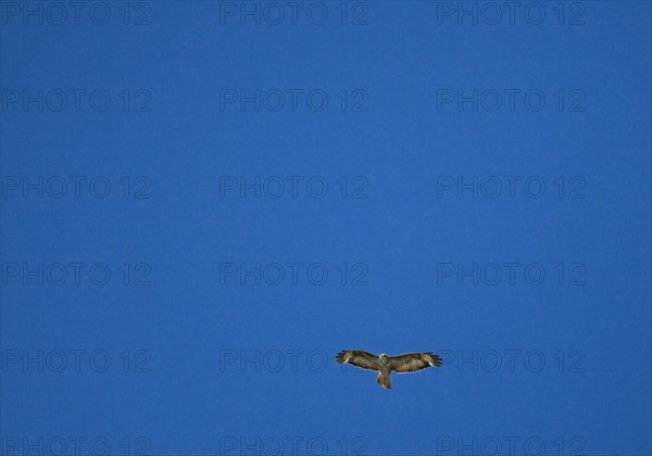 france, region midi pyrenees, tarn et garonne, varen, arnac, ciel, oiseau, rapace, buse, vol,