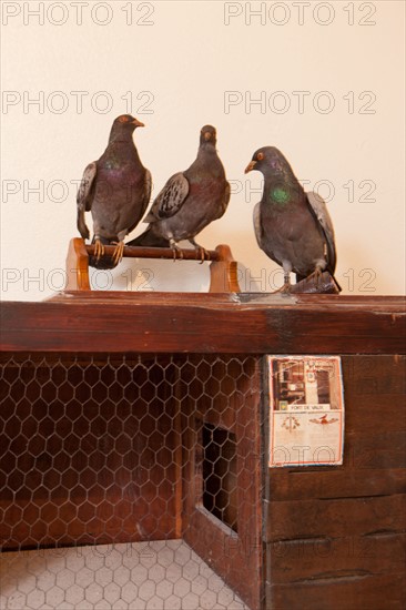 France, Region Ile de France, Hauts de Seine, Suresnes, fort du Mont Valerien, musee de la colombophilie militaire, pigeons, armee, defense, vaillant,