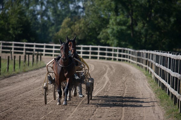 France, Région Basse Normandie, Manche, Haras de Bellevent, écurie Pierre Levesque, entraînement de trotteurs, Camille Levesque, piste,