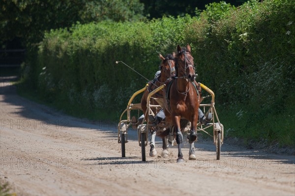 France, Région Basse Normandie, Manche, Haras de Bellevent, écurie Pierre Levesque, entraînement de trotteurs, Camille Levesque, piste,