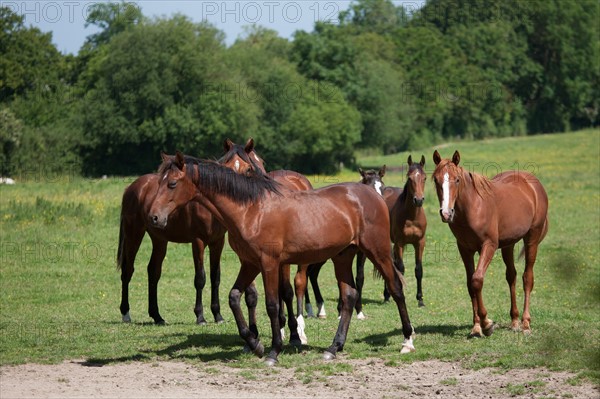 France, Région Basse Normandie, Manche, Haras de Bellevent, écurie Pierre Levesque, entraînement de trotteurs, Camille Levesque, piste,