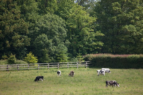 France, Région Basse Normandie, Manche, Haras de Bellevent, écurie Pierre Levesque, entraînement de trotteurs, Camille Levesque, piste,