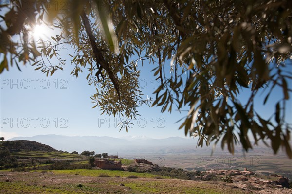 Afrique du nord, Maroc, Marrakech, pied du Haut Atlas, route d'Amizmiz, en direction de Sidi Brahim, olivier,