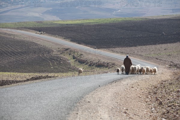 Afrique du nord, Maroc, Marrakech, pied du Haut Atlas, route d'Amizmiz, en direction de Sidi Brahim, berger et moutons