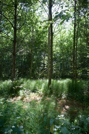 Forêt De Meudon, bois et nature autour de L'étang de Chalais