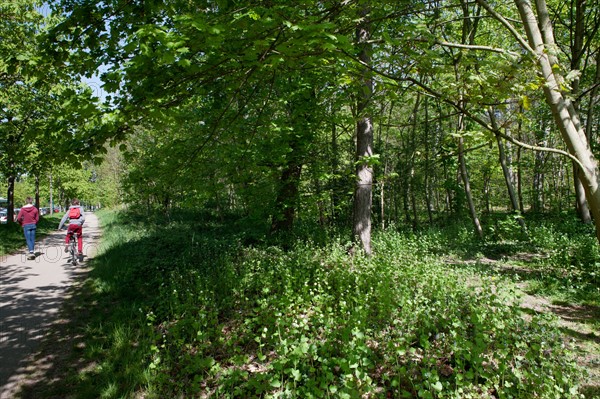 Bois De Vincennes, pathway