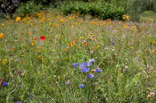 Etang De Suresnes, Fleurs Sauvages De La Prairie