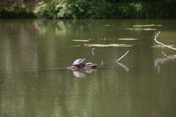 Etang De Suresnes, Tortue