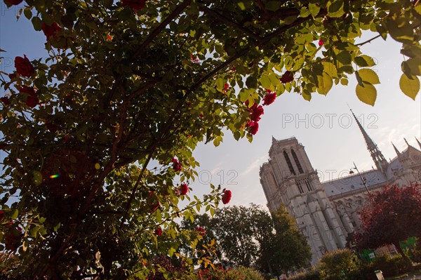 Square Rene Viviani, Face A Notre Dame De Paris