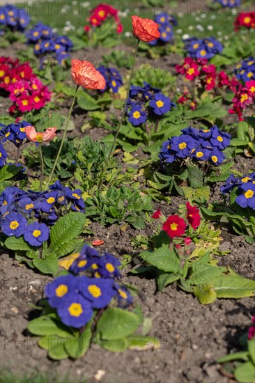 Paris, primevères et coquelicots