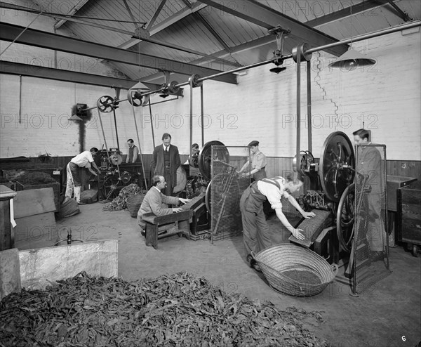 Teofani Cigarette Factory, Brixton, London, 1916