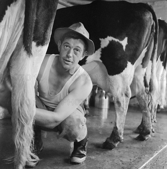 Milking cows by hand, Wood Farm, Toftwood, near Dereham, c1946-c1980