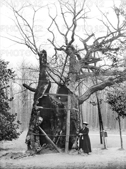 Shambles Oak, Sherwood Forest, Edwinstowe, Nottinghamshire, 1908