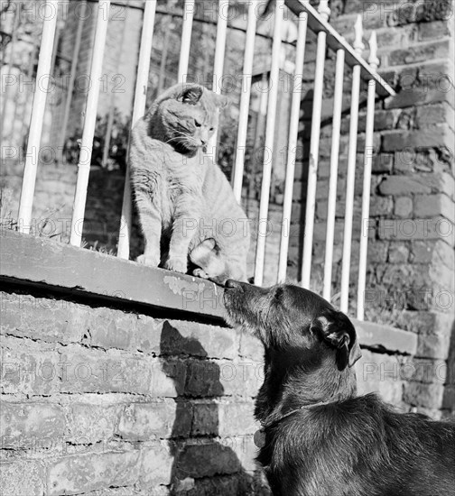 Cat and dog, late 1950s or early 1960s