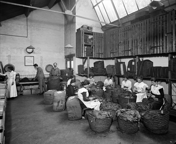 Tobacco leaf-picking in the Turkish leaf room, Teafani & Co Works, Brixton, London, 1916