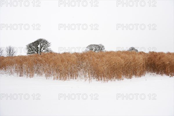 Elephant grass in snow, Somerset, 2010