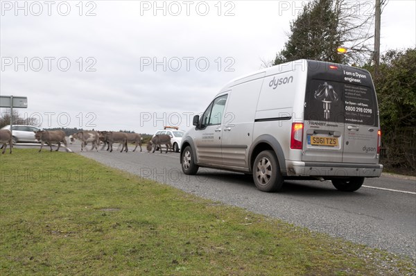 Group of donkeys crossing road and holding up traffic in New Forest 2011 Artist: Unknown.