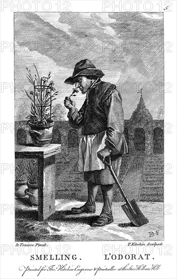 Gardener smelling a carnation or pink (Dianthus), c1750. Artist: Thomas Kitchin