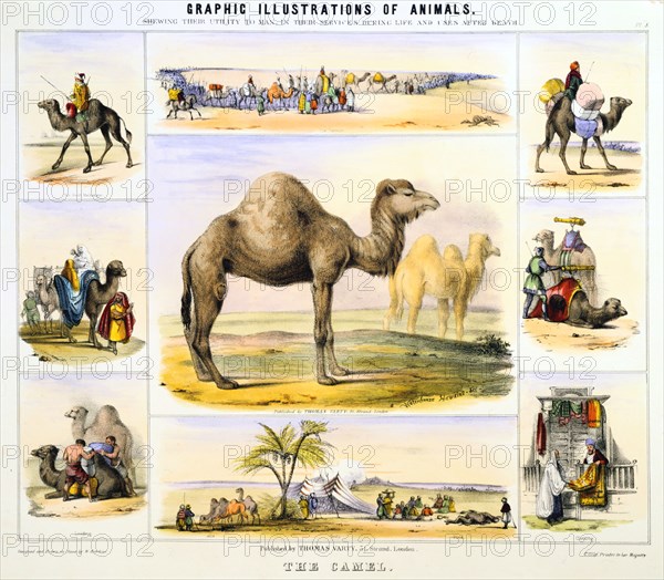 'The Camel', c1850. Artist: Benjamin Waterhouse Hawkins