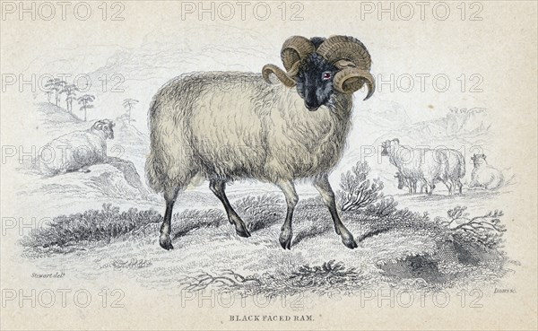 'Black Faced Ram', mid 19th century. Artist: William Home Lizars