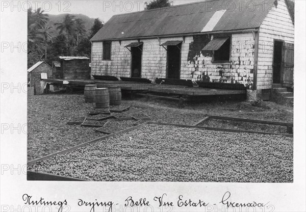 Nutmegs laid out to dry, Bell Vue Estate, Grenada, 1897. Artist: Unknown