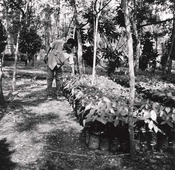 Cocoa Nursery, 1974. Artist: Unknown