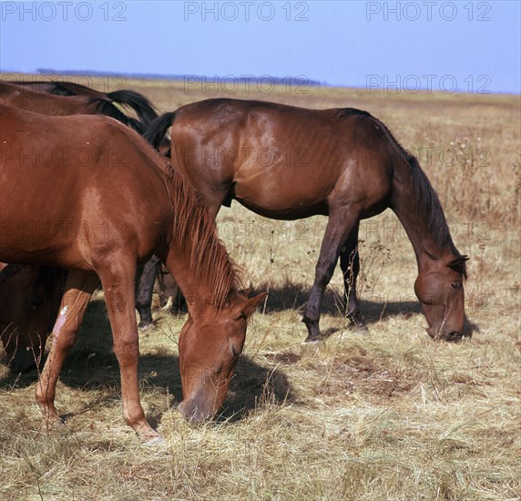 Herd of horses grazing on the Hortobagy plaza. Artist: CM Dixon Artist: Unknown