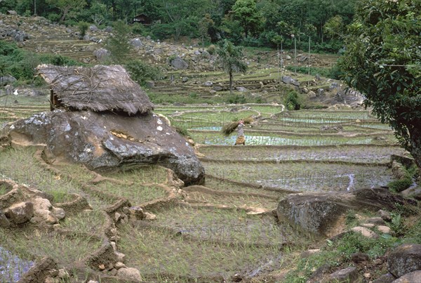 Paddy fields in Sri Lanka. Artist: CM Dixon Artist: Unknown