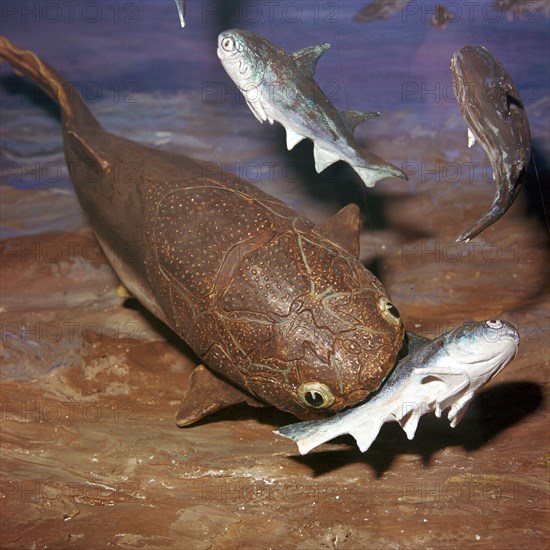 Model of a Coccosteus attacking a Diplacanthus. Artist: Unknown