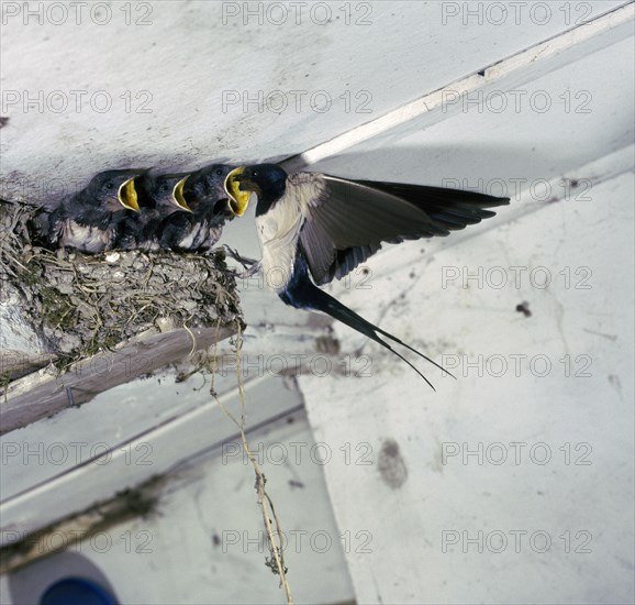 Swallow in flight at the nest.