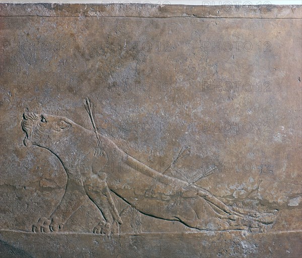 Assyrian relief of a wounded lioness from Ashurbanipal, 7th century. Artist: Unknown