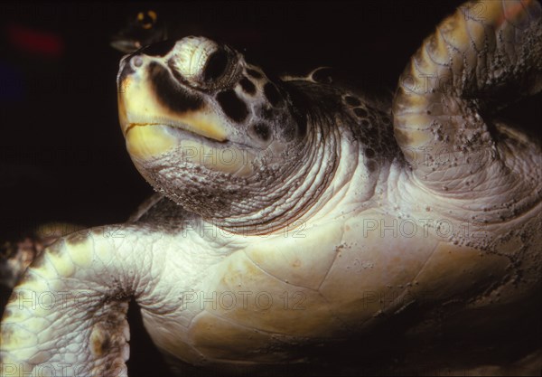 Loggerhead Turtle, (Caretta Caretta), 20th century. Artist: CM Dixon.