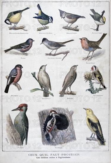 Useful birds in agriculture, 1896. Artist: A Clement