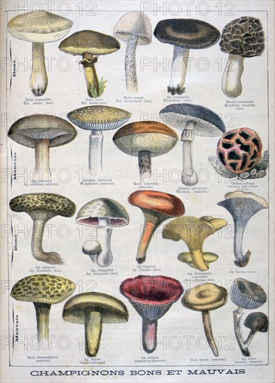 Good and bad mushrooms, 1896. Artist: Unknown