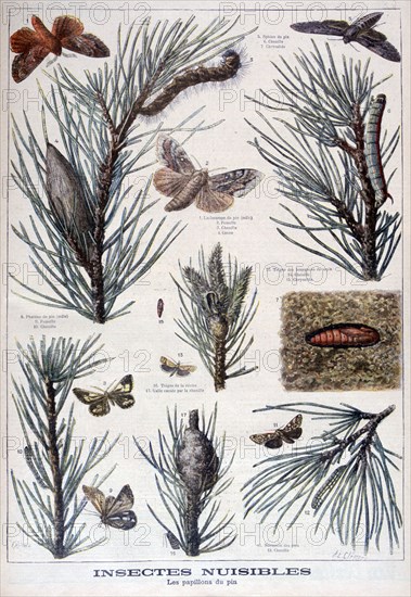 Harmful insects: butterflies and moths that damage pine trees, 1897. Creator: A Clement.