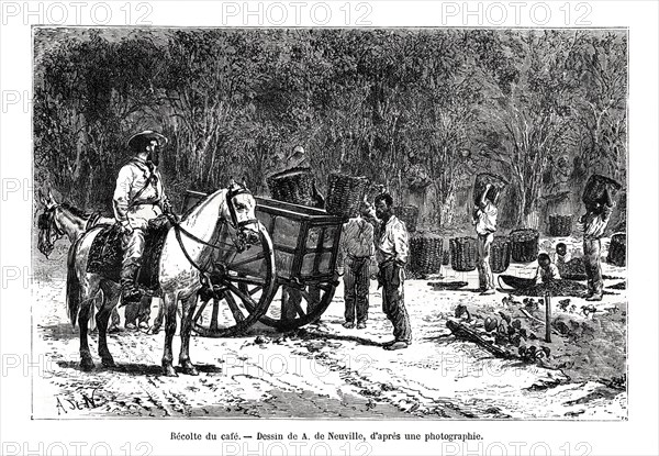 Harvesting the coffee, Brazil, 19th century. Artist: A de Neuville