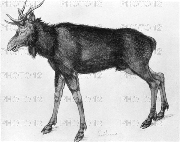 'Young Scandinavian Elk with Immature Antlers', late 15th-early 16th century (1913).Artist: Albrecht Dürer