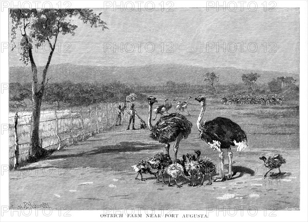 Ostrich farm near Port Augusta, South Australia, 1886. Artist: Frank P Mahony