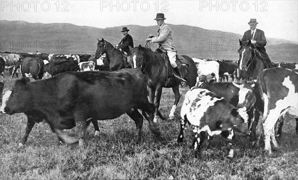 The Prince of Wales rounding up cattle in Alberta, Canada, c1930s. Artist: Unknown