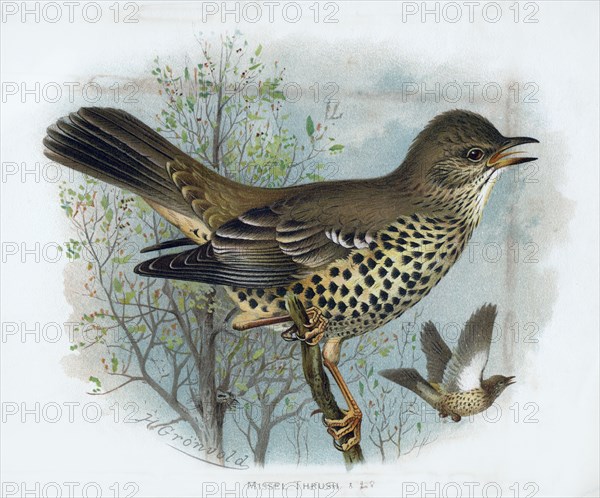 'Missel Thrush', 19th century.Artist: Henrik Gronvold