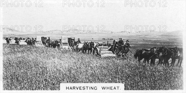 Harvesting wheat, Australia, 1928. Artist: Unknown